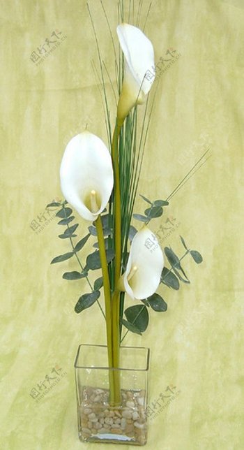 位图植物图案写意花卉花朵马蹄莲免费素材