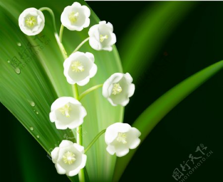 白花绿叶