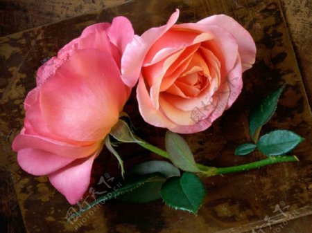 位图植物写实花卉花朵玫瑰免费素材