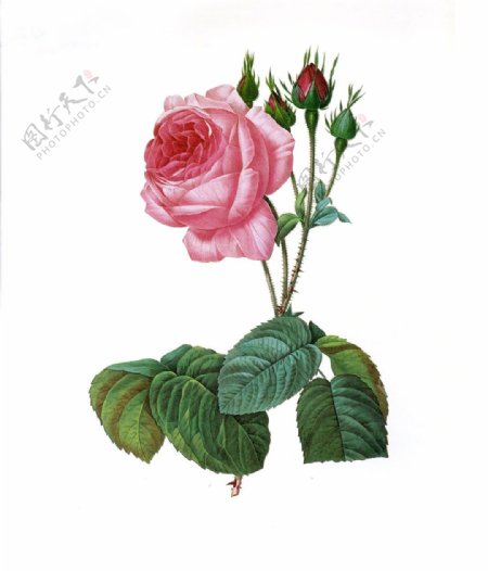位图植物写意花卉花朵玫瑰免费素材
