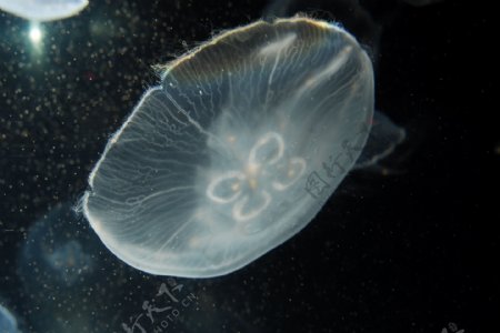 青岛海底世界水母