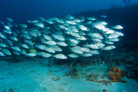 海底游动的鱼群海景海底世界