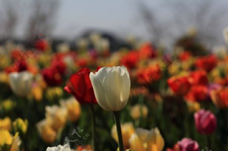 上海植物园郁金香展图片