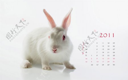 2011兔年挂历