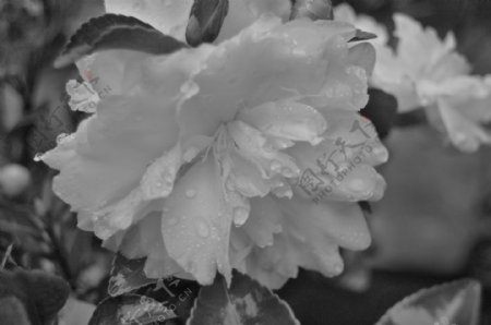 雨后白花图片