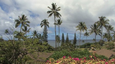 毛伊岛的花棕榈树和海哈纳股票视频