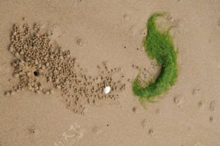 沙滩上的蟹迹