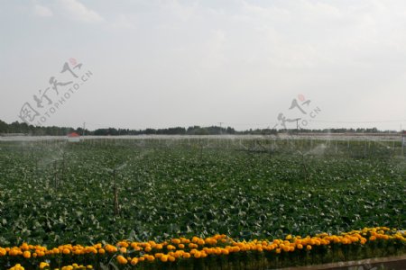 农业节水图片