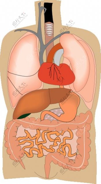内部器官的医学图剪贴画