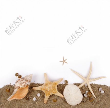 海星海螺贝壳图片