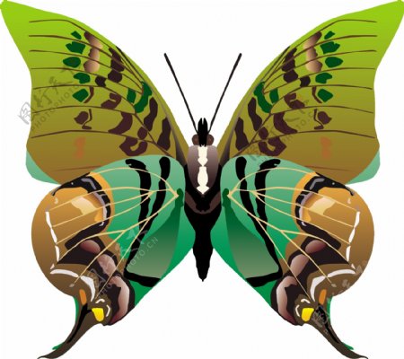 印花矢量图动物蝴蝶色彩五彩斑斓免费素材