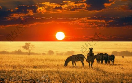 非洲夕阳中的斑马