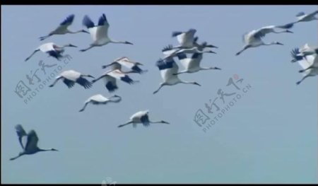鸟类仙鹤飞翔视频素材图片