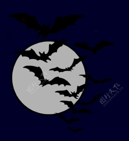 黑夜蝙蝠