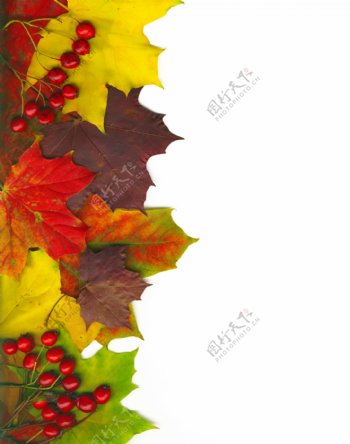 与裁剪路径框架从秋季五彩斑斓的红叶