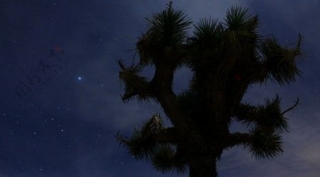 黑夜的大树视频素材