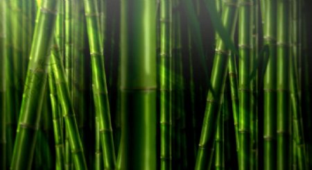绿竹竹子视频素材