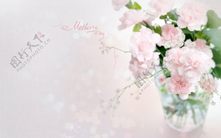母亲节粉色康乃馨