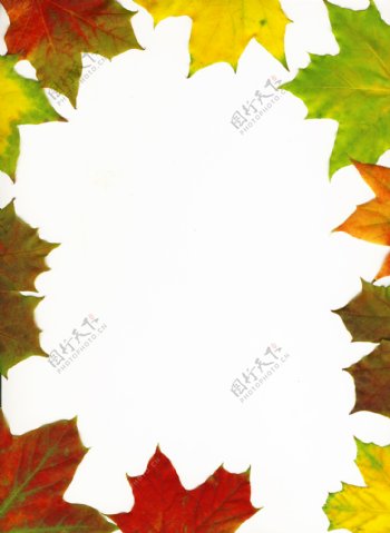 裁剪路径秋天枫叶帧背景的叶子