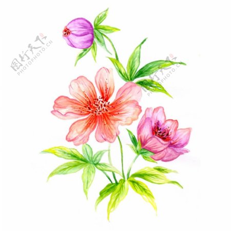 位图植物写意花卉花朵牡丹免费素材