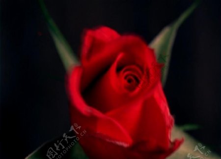 高速拍摄一朵大玫瑰盛开过程图片