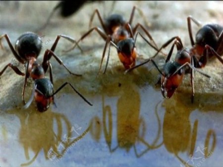 蚂蚁喝水模板下载