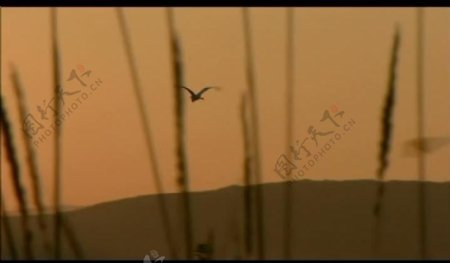 黄昏飞鸟风景画视频图片