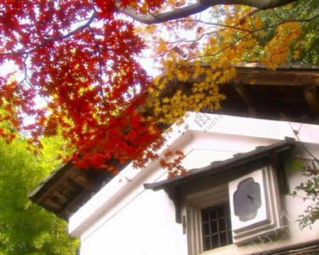 红叶树下的小屋