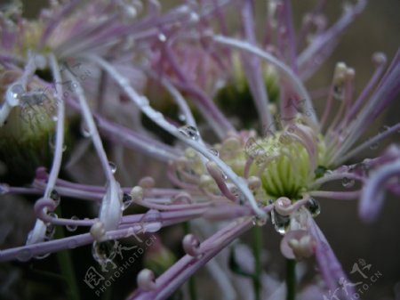 雨后菊花图片