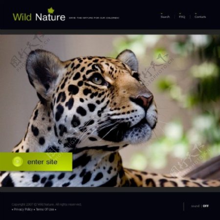 野生动物网页psd模板