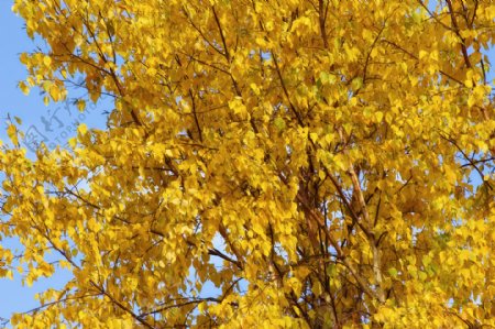 秋天黄色的背景树