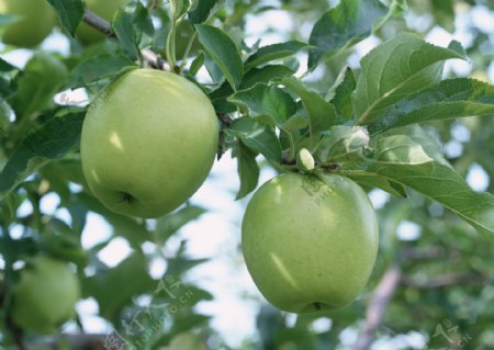 绿色苹果水果苹果树