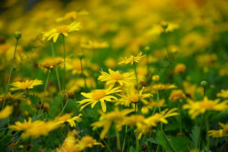 花卉菊花花草