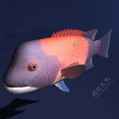 动物鱼类3d模型动植物模型免费下载鱼类3d素材29