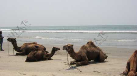 休息的骆驼风景山水画素材
