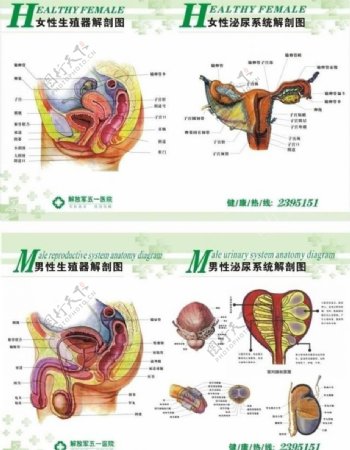 男女生殖系统解剖图图片