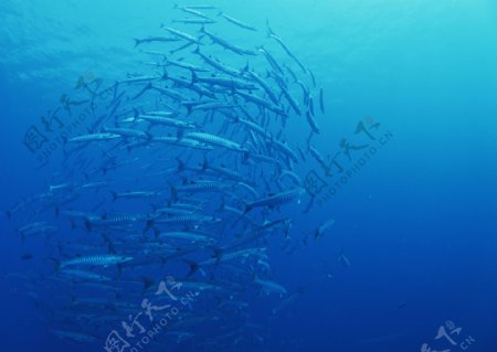海洋沙丁鱼鱼类图片摄影图JPG