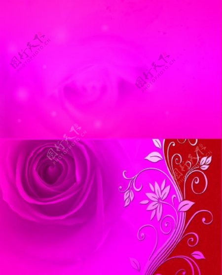 浪漫玫瑰2图片