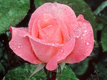 位图植物摄影写实花卉花朵粉玫瑰免费素材