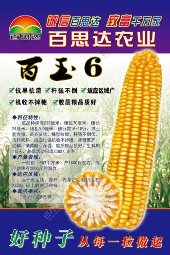 玉米种子海报图片