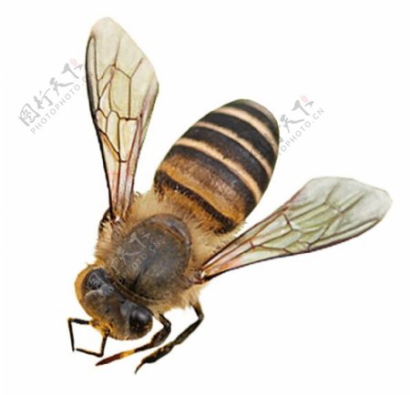 超清透明背景蜜蜂采蜜图片