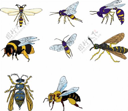 矢量蜜蜂图片