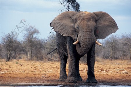 大象喝水