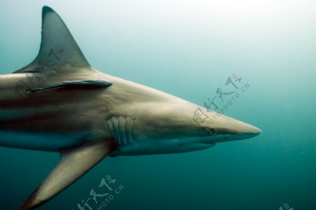 海中游弋鲨鱼图片