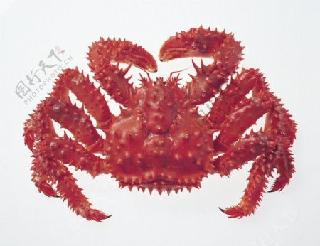 全球首席大百科海鲜鱼螃蟹牡蛎蛤蜊乌贼章鱼