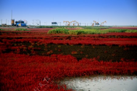 盘锦湿地红海滩图片