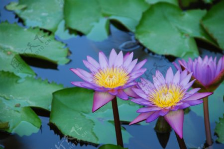 美丽的紫色睡莲的池塘里