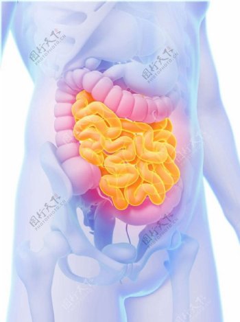肠道人体器官图片