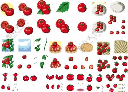 西红柿合集图片