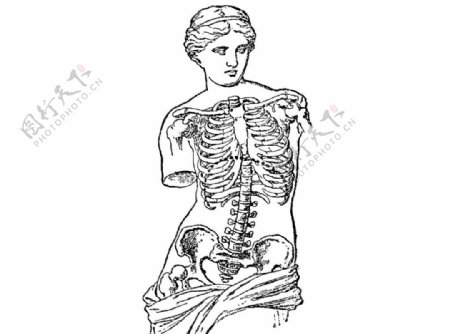 女性半身骨骼图片